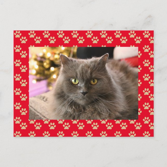 Postal Festiva Navidades de Meowy, foto de un gato Mascota person (Anverso)