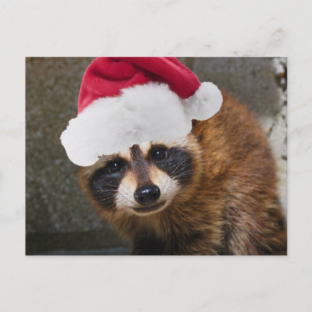 Postal Festiva Navidades de Merry Raccoon (Anverso)