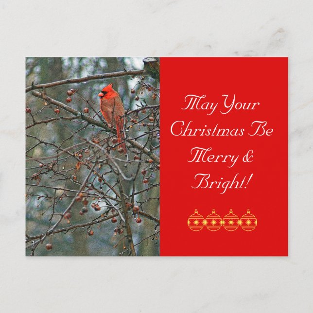 Postal Festiva Navidades de personalizable postales/Cardenal rojo (Anverso)