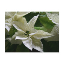 Navidades del Día Verde de Poinsettia Blanca