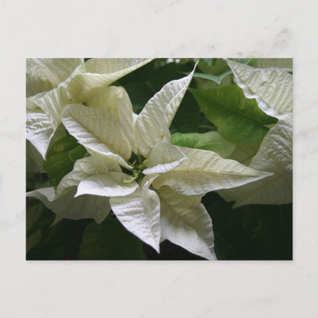 Postal Festiva Navidades del Día Verde de Poinsettia Blanca (Anverso)