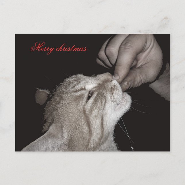 Postal Festiva Navidades del gato (Anverso)