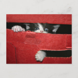 Postal Festiva Navidades escapan