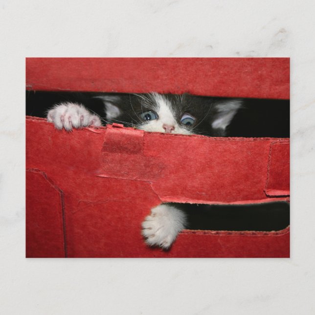 Postal Festiva Navidades escapan (Anverso)