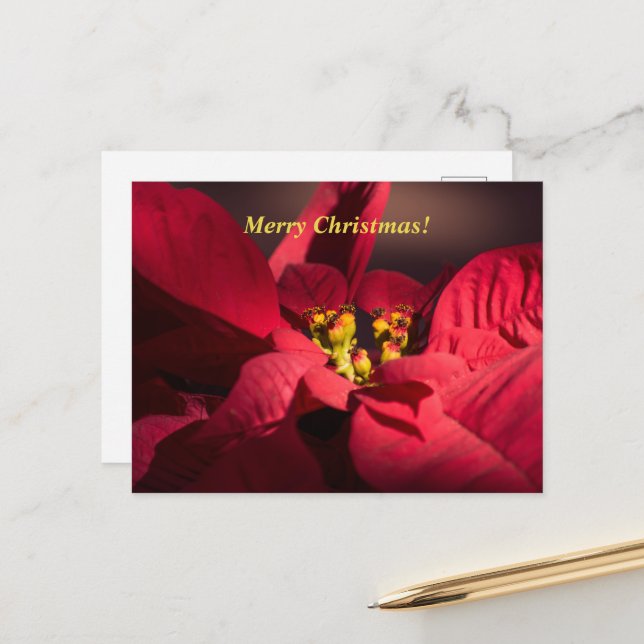 Postal Festiva Navidades Flor de poinsettia roja en flor (Anverso/Reverso In Situ)