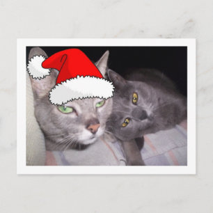 Postal Festiva Navidades Gatos Gris Azules Rusos