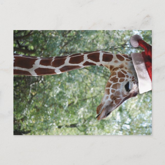 Postal Festiva Navidades Giraffe Con Santa Hat (Anverso)