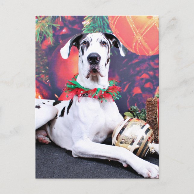 Postal Festiva Navidades - Harlequin Great Dane - Barón (Anverso)