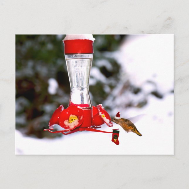 Postal Festiva Navidades Hummingbird y Nieve (Anverso)