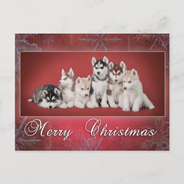 Postal Festiva Navidades Husky (Anverso)