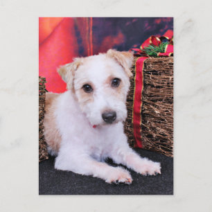 Postal Festiva Navidades - Jack Russell - Wiley