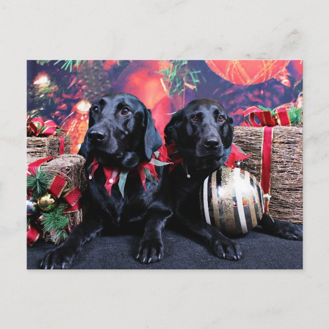 Postal Festiva Navidades - Labrador - Banjo y Boomer (Anverso)