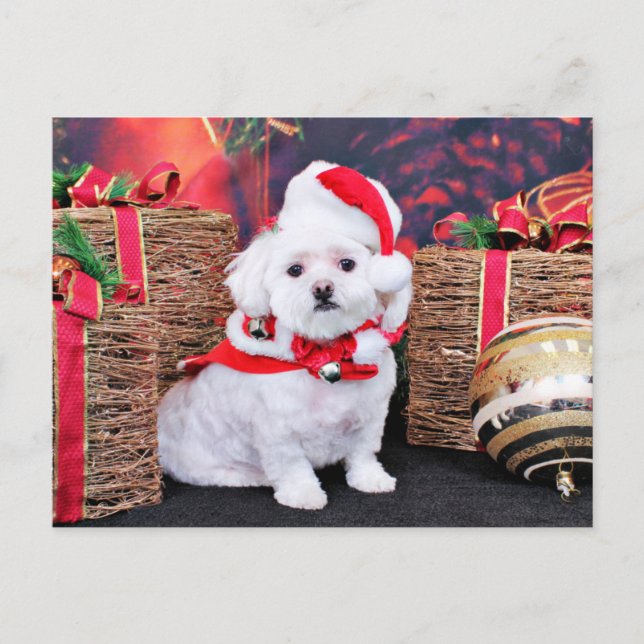 Postal Festiva Navidades - Maltés - Zoey (Anverso)