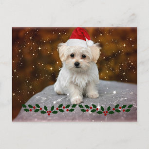 Postal Festiva Navidades malteses de Cachorros