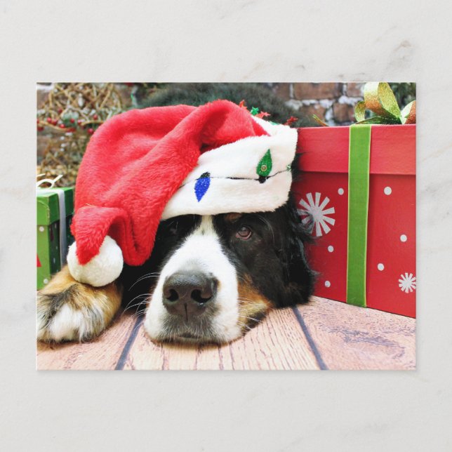 Postal Festiva Navidades - Perro de montaña de Bernese - Mya (Anverso)