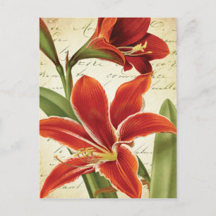 Postal Festiva Navidades Red Amaryllis Flores Botánicas