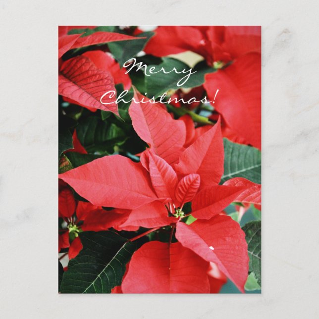 Postal Festiva Navidades rojos brillantes Poinsettia (Anverso)
