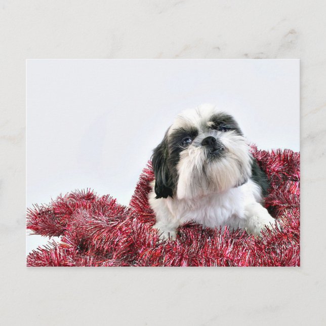 Postal Festiva Navidades Shih Tzu (Anverso)