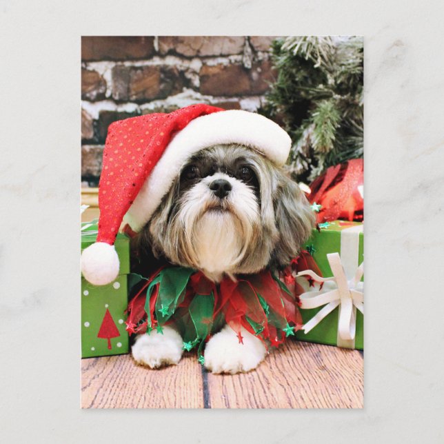 Postal Festiva Navidades - Shih Tzu - Vince (Anverso)