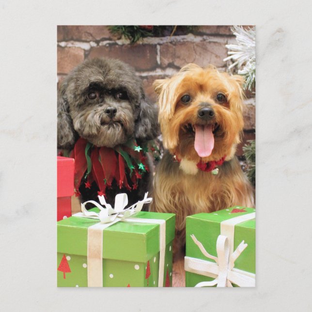 Postal Festiva Navidades - Shih Tzu X Maggie - Yorkie Pixie (Anverso)