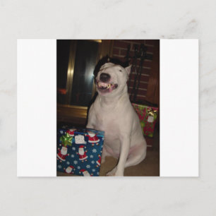Postal Festiva navidades sonríen bull terrier