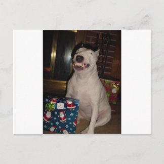 Postal Festiva navidades sonríen bull terrier