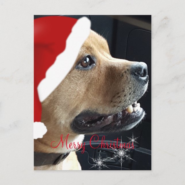 Postal Festiva Navidades Staffordshire Bull Terrier (Anverso)