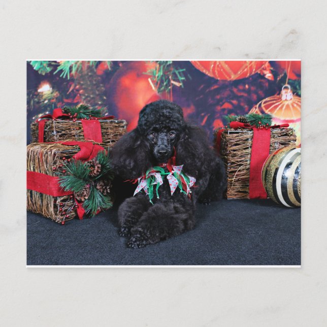 Postal Festiva Navidades - Toby - Poodle (Anverso)