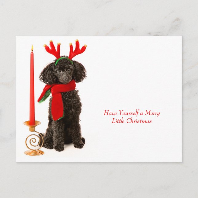 Postal Festiva Navidades Toy Poodle Dog (Anverso)