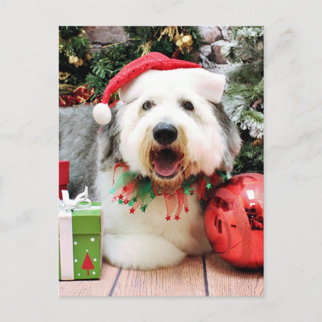Postal Festiva Navidades - Viejo perro pastor inglés - Alphy (Anverso)
