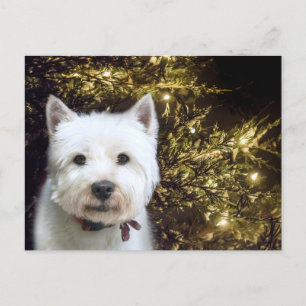 Postal Festiva Navidades Westie