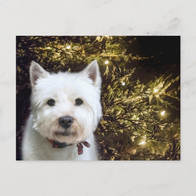 Postal Festiva Navidades Westie (Anverso)