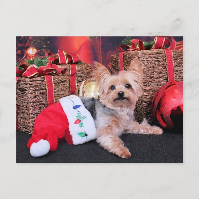 Postal Festiva Navidades - Yorkshire Terrier - Vinnie (Anverso)
