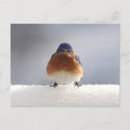 Postal Festiva Negrita azul pájaro