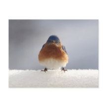 Negrita azul pájaro