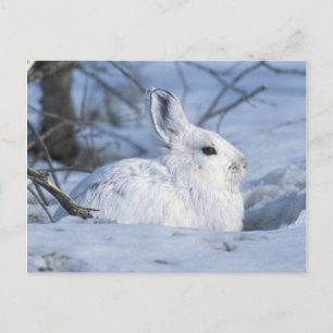 Postal Festiva Nieve: liebre en nieve