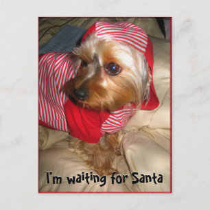 Postal Festiva No puede dormir poco Yorkie el Nochebuena
