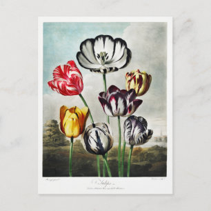 Postal Festiva Obra de Tulip Flowers