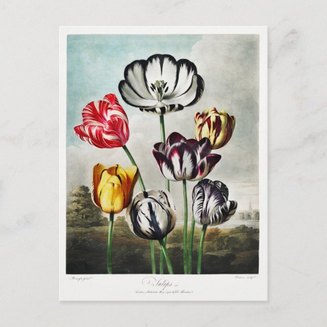 Postal Festiva Obra de Tulip Flowers (Anverso)