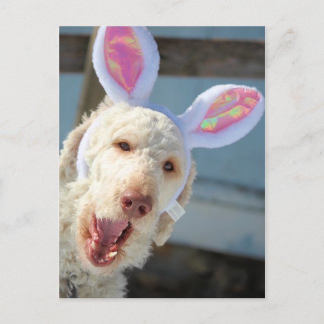 Postal Festiva Ollie de Pascua (Anverso)