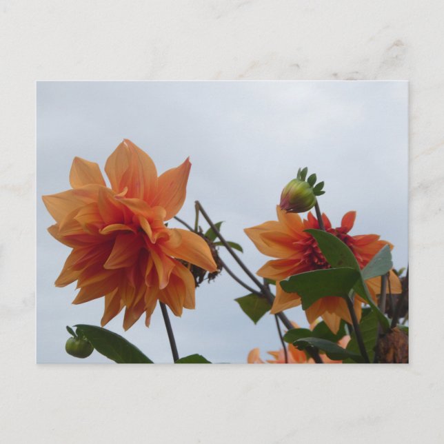 Postal Festiva Orange Dahlia's in Blue Autumn Sky DIY Postcard (Anverso)