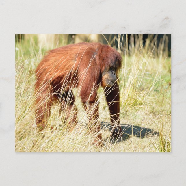 Postal Festiva Orangutan entre las hierbas altas (Anverso)