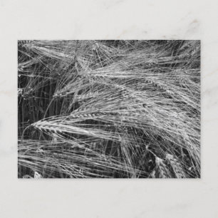 Postal Festiva Orejas de cebada maduras (Hordeum vulgare)