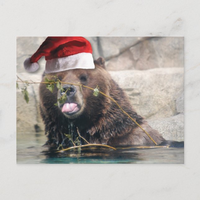 Postal Festiva Oso Grizzley en un sombrero de Santa (Anverso)