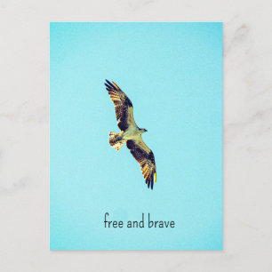 Postal Festiva Osprey art
