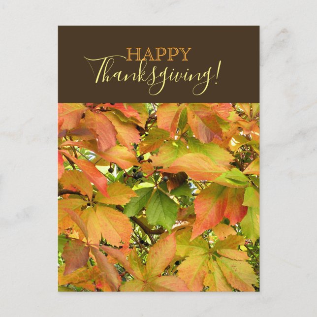Postal Festiva Otoño de vid salvaje hojas Feliz Día de Acción de  (Anverso)