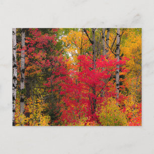 Postal Festiva Otoño en Canadá.