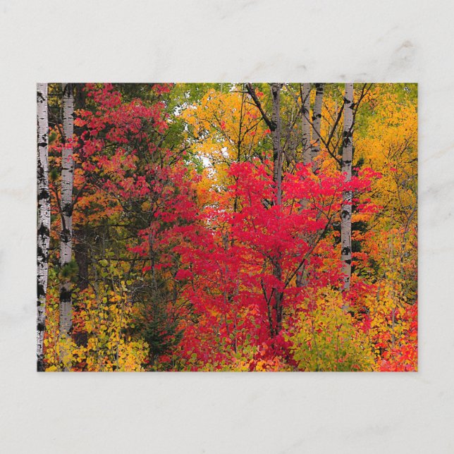 Postal Festiva Otoño en Canadá. (Anverso)