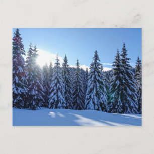 Postal Festiva Paisaje de bosque de pino nevado Escénico Naturale