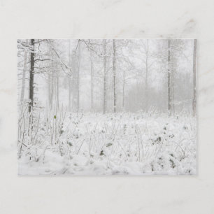 Postal Festiva Paisaje de los bosques de invierno con árboles de